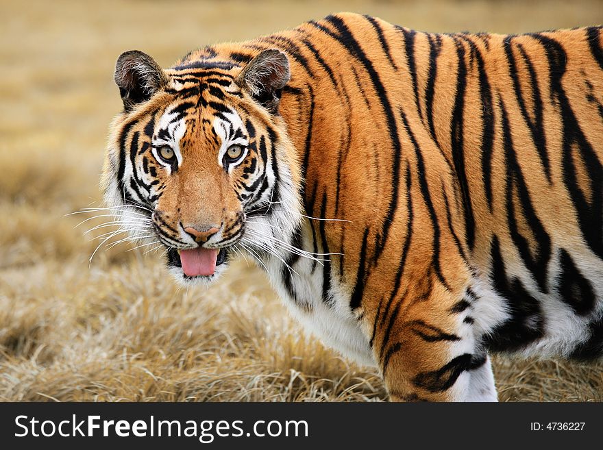 Close cropped head and shoulders photograph of large Siberian Tiger panting. Close cropped head and shoulders photograph of large Siberian Tiger panting