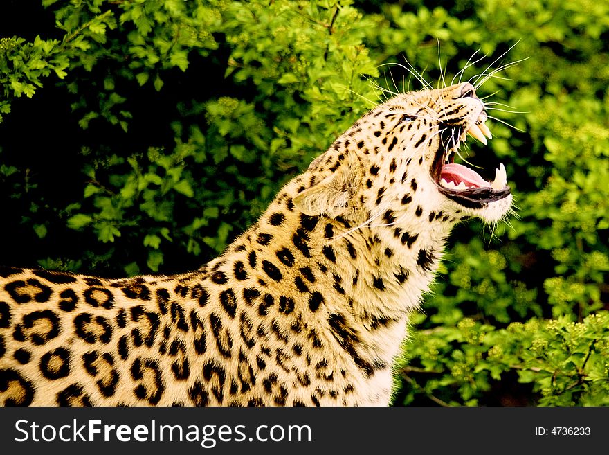 Amur leopard roaring, also known as the Far Eastern leopard, Korean leopard, and Manchurian leopard.