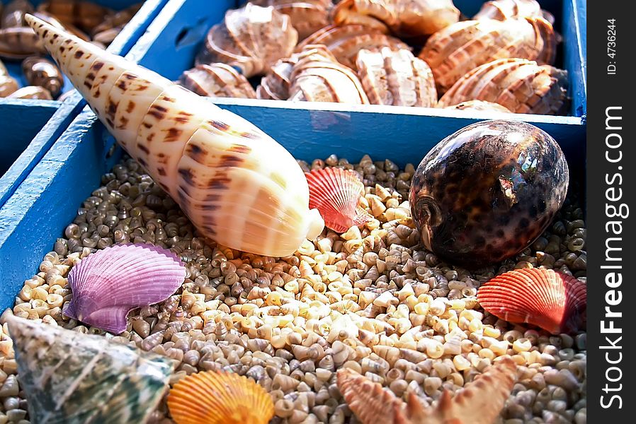 Different beautifull seashells from the Mediterranean. Different beautifull seashells from the Mediterranean