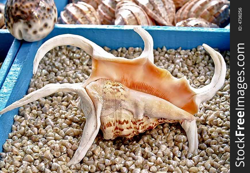 Shell Lambis Truncata and different beautifull seashells from the Mediterranean. Shell Lambis Truncata and different beautifull seashells from the Mediterranean