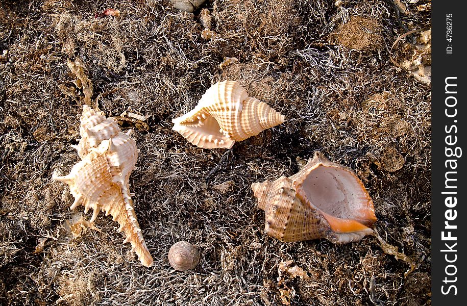 Seashells On Seaweed