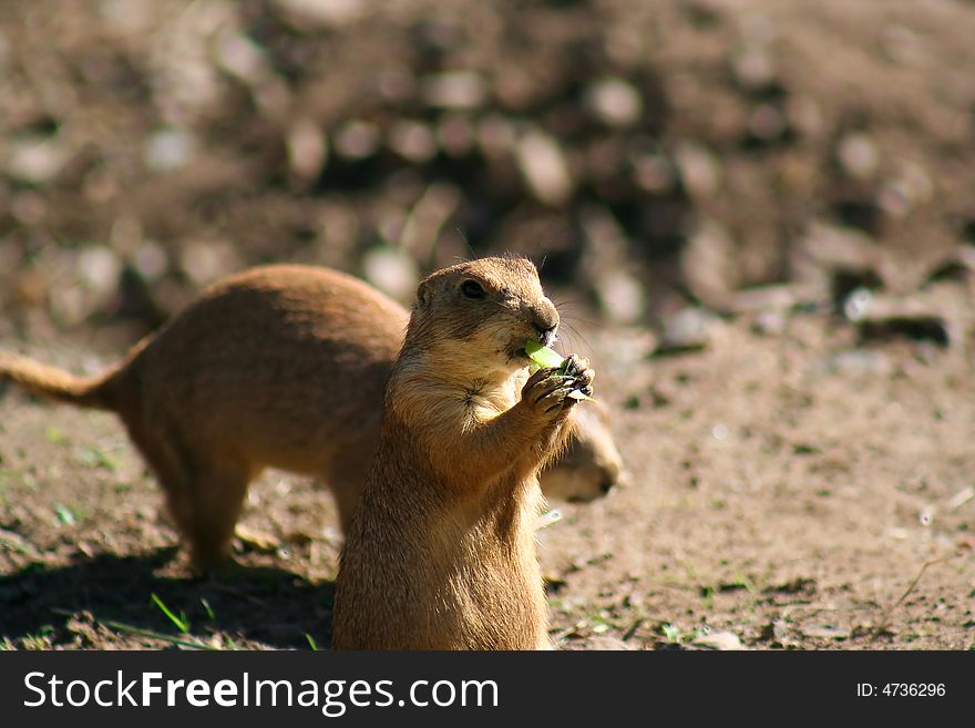 This rodent is relaxing in the sun with his breakfast in his mouth. This rodent is relaxing in the sun with his breakfast in his mouth