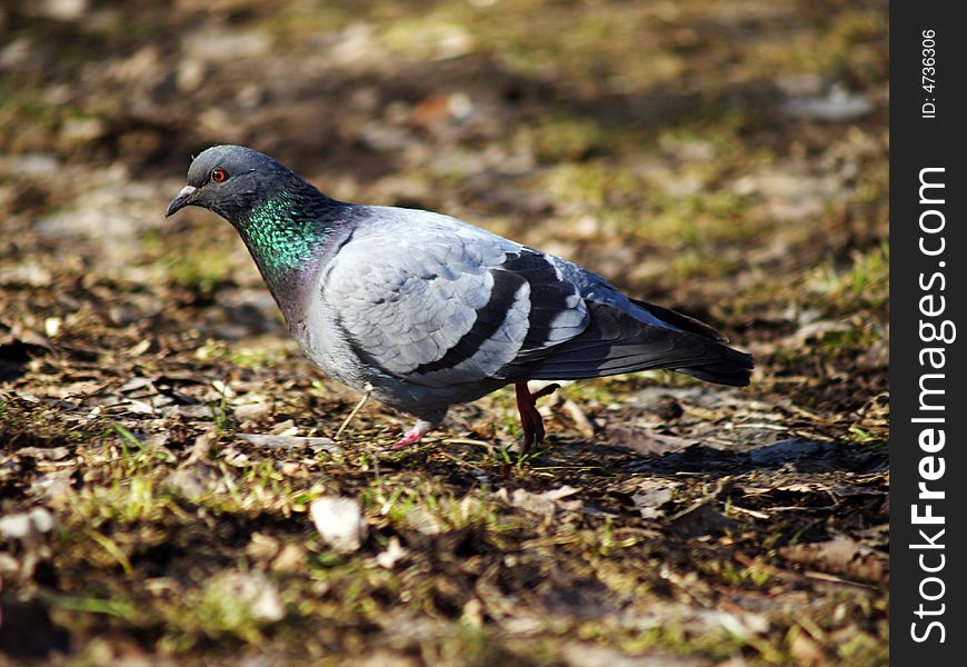 Pigeon Walking in the Park. Pigeon Walking in the Park