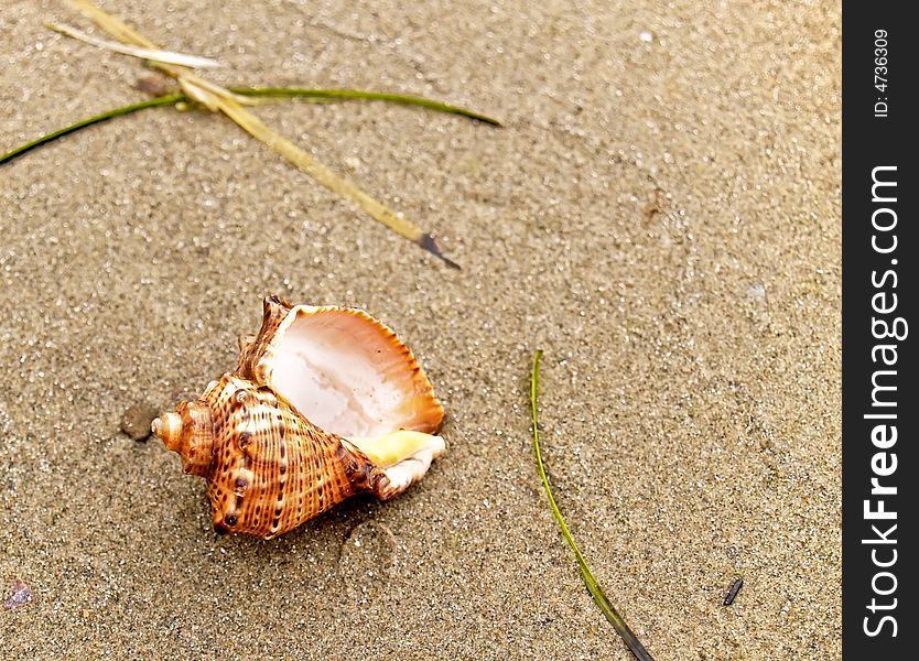 Seashell from the Mediterranean and Black Sea lays on coast sand. Seashell from the Mediterranean and Black Sea lays on coast sand