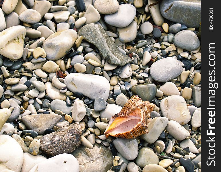 Shell on sea pebble