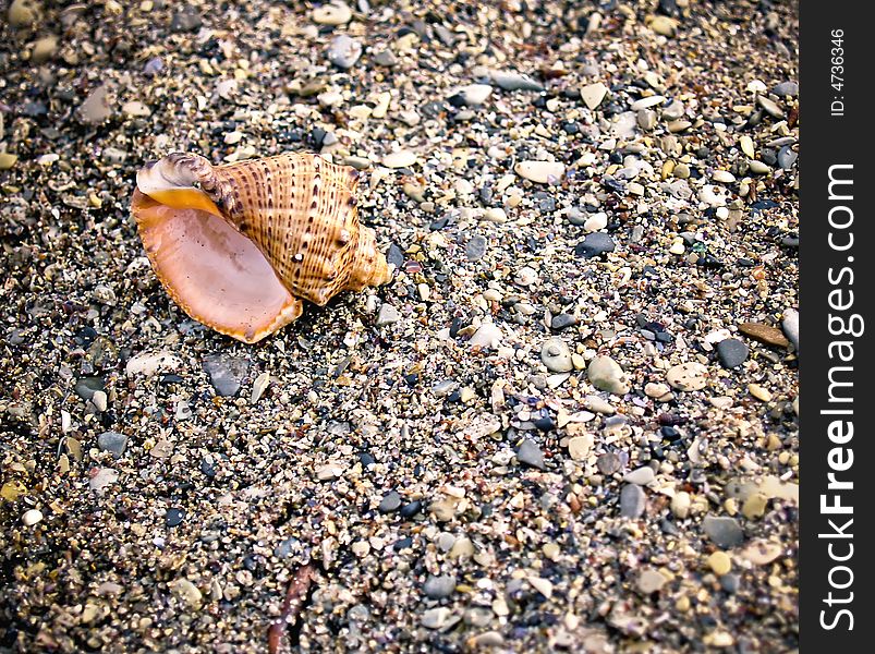 Seashell from the Mediterranean and Black Sea lays on sea pebble. Seashell from the Mediterranean and Black Sea lays on sea pebble