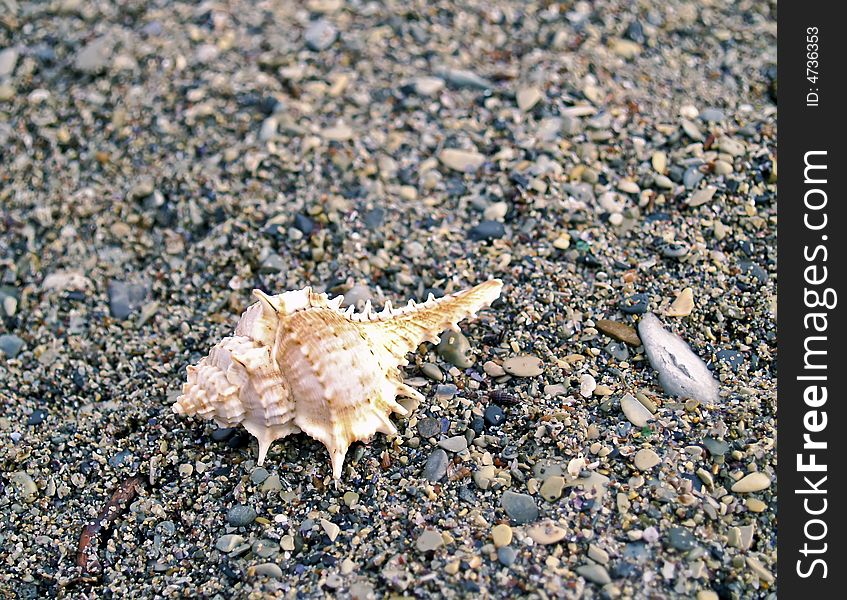 Shell On Sea Pebble