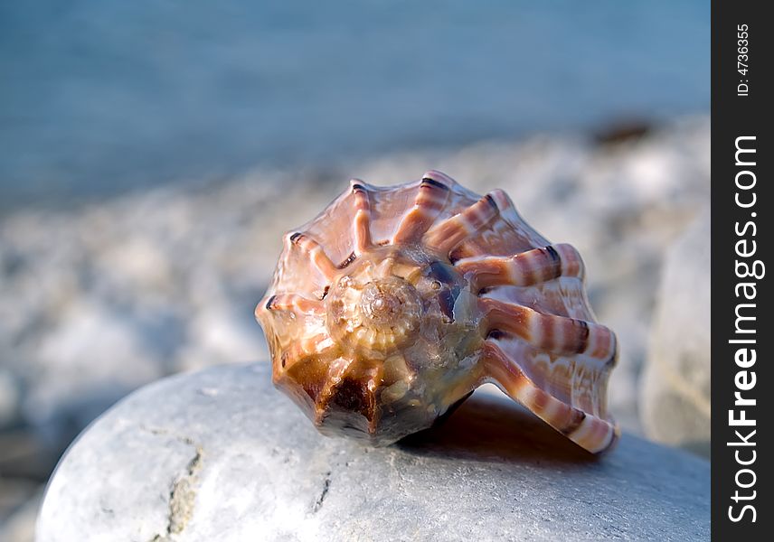 Shell On Stone