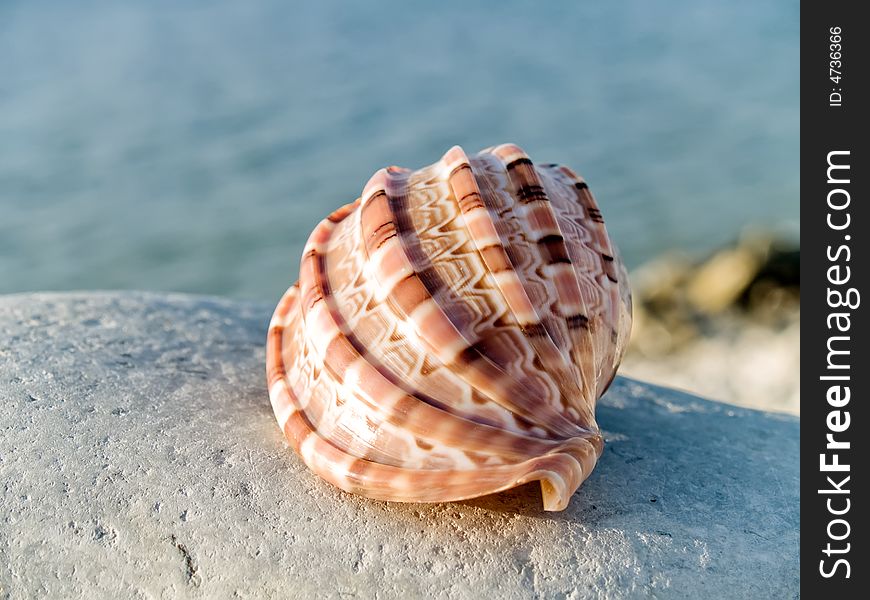 Beautifull seashell from the Mediterranean on a stone. Beautifull seashell from the Mediterranean on a stone