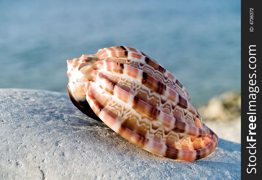 Beautifull seashell from the Mediterranean on a stone. Beautifull seashell from the Mediterranean on a stone