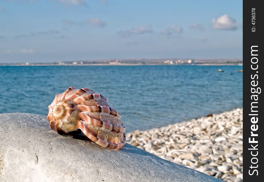 Beautifull seashell from the Mediterranean on a stone. Beautifull seashell from the Mediterranean on a stone