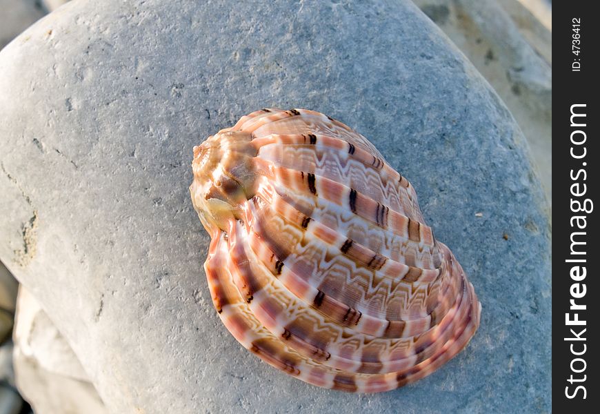 Beautifull seashell from the Mediterranean on a stone. Beautifull seashell from the Mediterranean on a stone