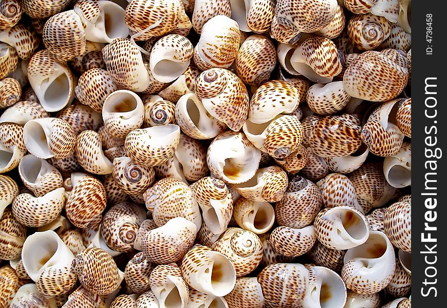 Seashells from the Mediterranean which can be used as a background. Seashells from the Mediterranean which can be used as a background