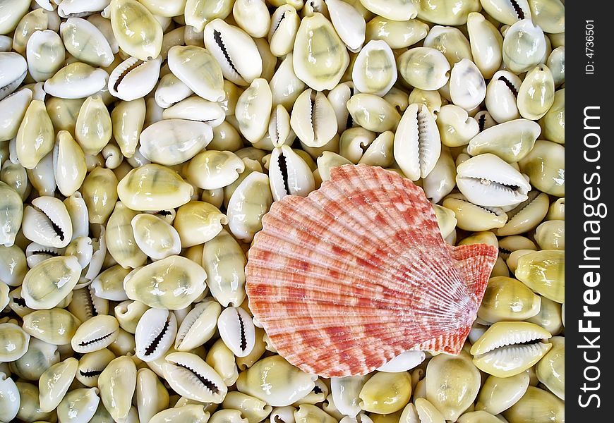 Seashells from the Mediterranean which can be used as a background. Seashells from the Mediterranean which can be used as a background