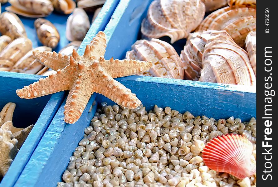 Starfish and seashells from the Mediterranean