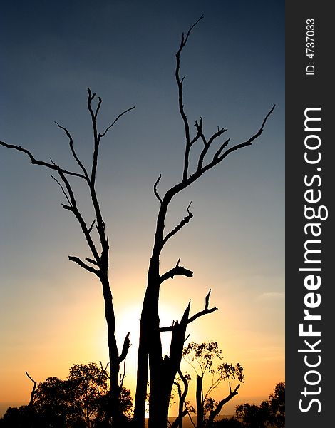 A tree in Silhouette at sunset, in Adelaide, Australia