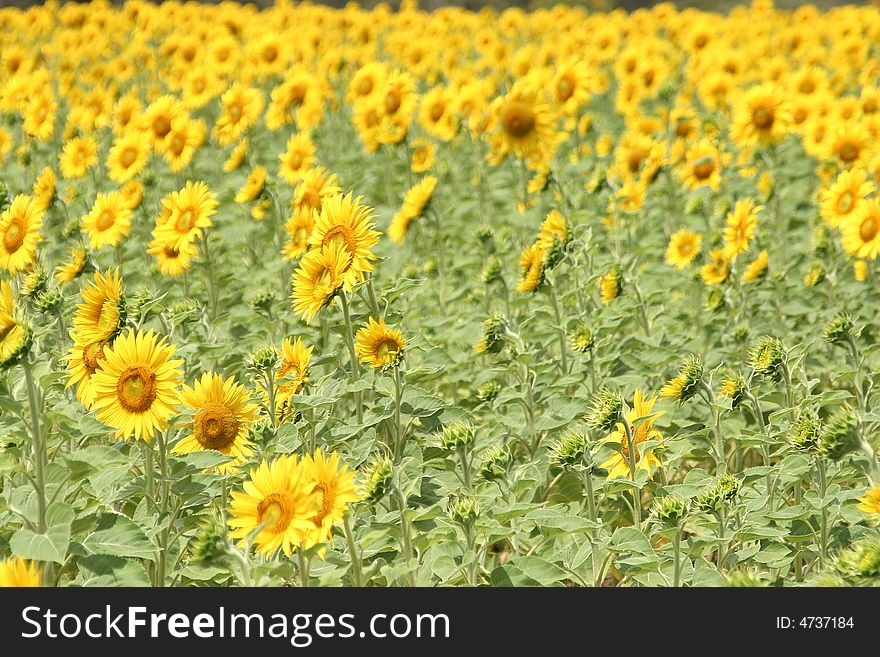 View on a field full of sunflowers.