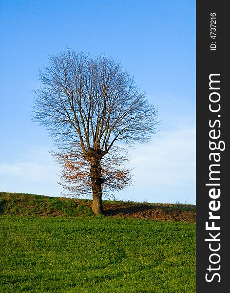 A dry tree on a grassy landscape against the blue sky.