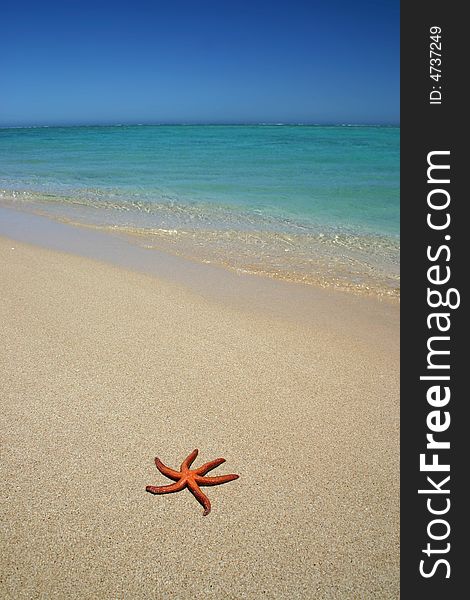 Starfish on the beach with azure clear sky. Australia.