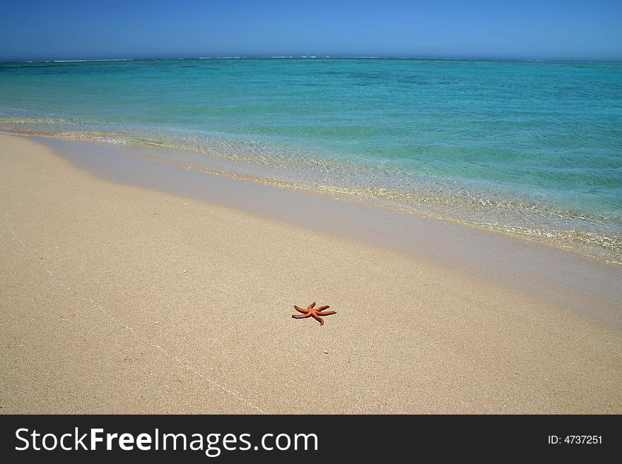 Starfish on the beach with azure clear sky. Australia.