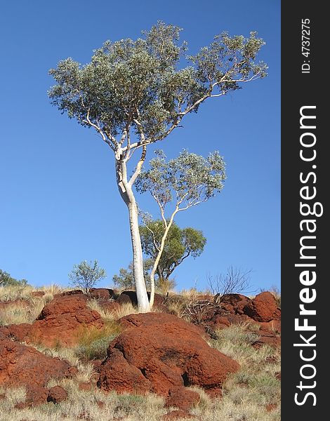 Australian Tree