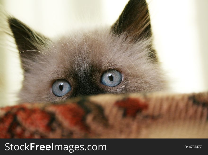 Beautiful kitten with blue eyes. Beautiful kitten with blue eyes