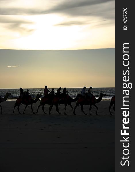 Riding camels on a sandy beach at sunset. Australia.