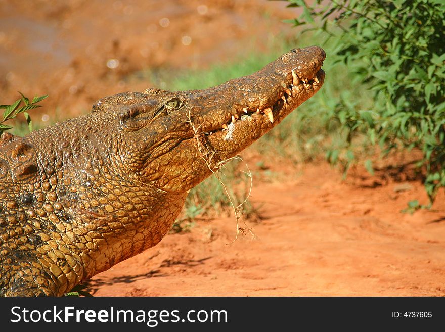 Hungry crocodile on the Malcolm Douglas ranch. Australia.