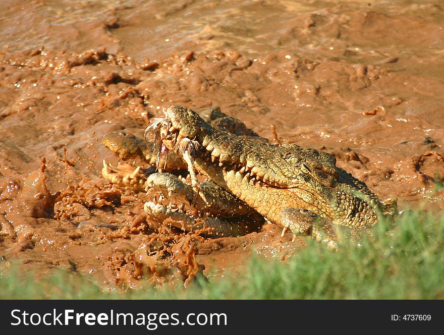 Hungry crocodile on the Malcolm Douglas ranch. Australia. Hungry crocodile on the Malcolm Douglas ranch. Australia.