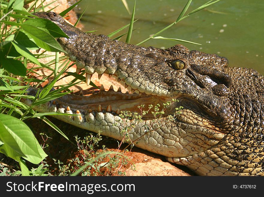 Close shot of a crocodile on the Malcolm Douglas ranch. Australia. Close shot of a crocodile on the Malcolm Douglas ranch. Australia.