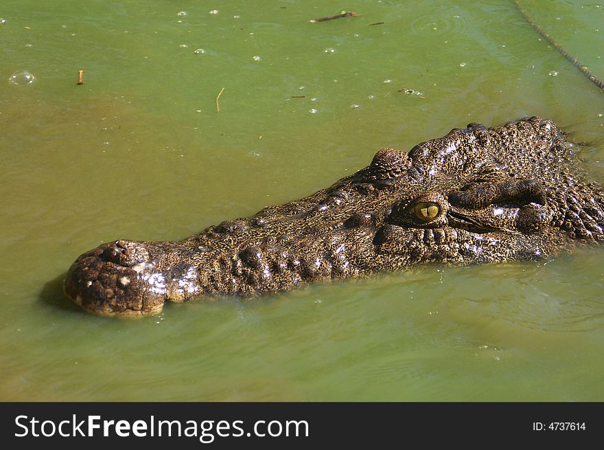 Close shot of a crocodile peeking from water. Australia. Close shot of a crocodile peeking from water. Australia.