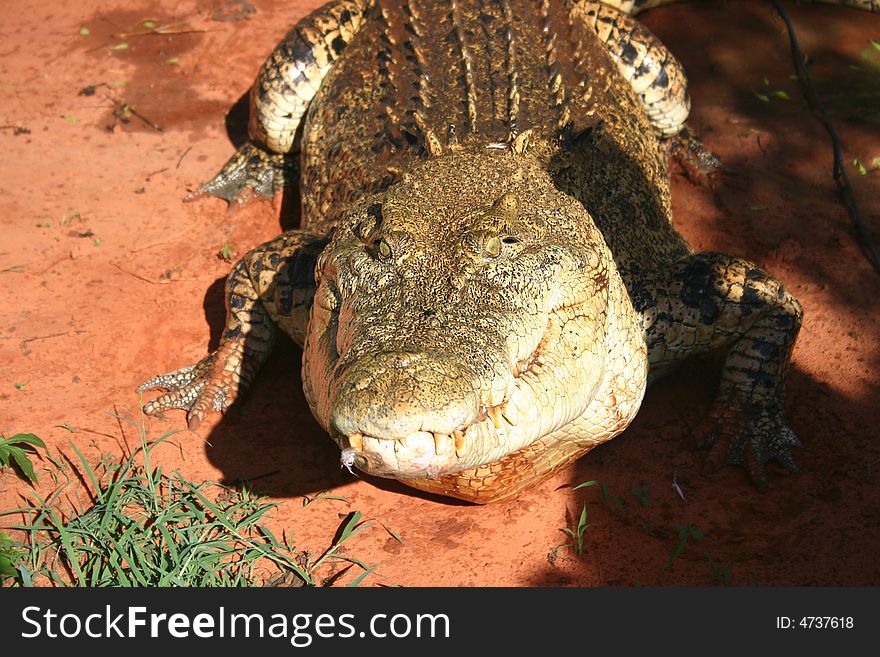 Hungry Huge Crocodile