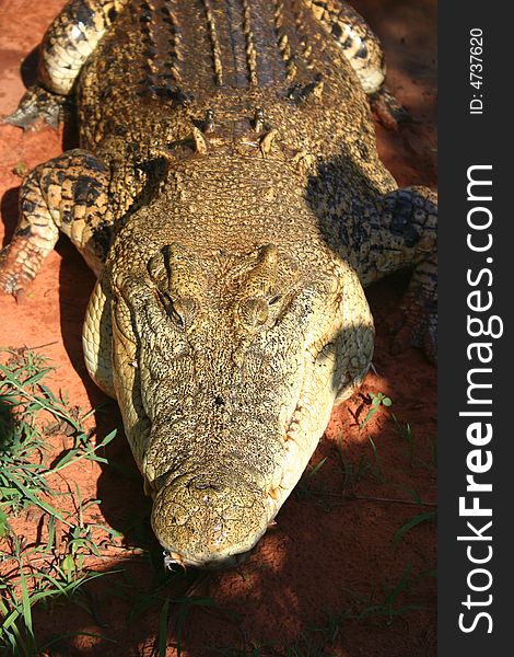 Close shot of a crocodile on the Malcolm Douglas ranch. Australia. Close shot of a crocodile on the Malcolm Douglas ranch. Australia.