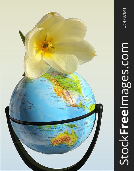 A beautiful white/yellow tulip on a globe is a creative and different way to express Piece on earth. A beautiful white/yellow tulip on a globe is a creative and different way to express Piece on earth.
