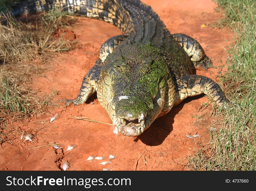 Close shot of a greedy crocodile swallowing the whole chicken. Australia. Close shot of a greedy crocodile swallowing the whole chicken. Australia.