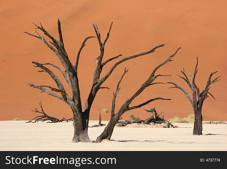 Fascinating shapes of dead wood in Dead Vlei. Fascinating shapes of dead wood in Dead Vlei