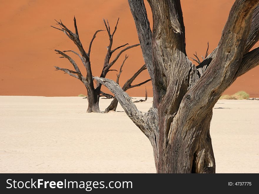 Dead vlei valley in Namibia close to Sossusvlei