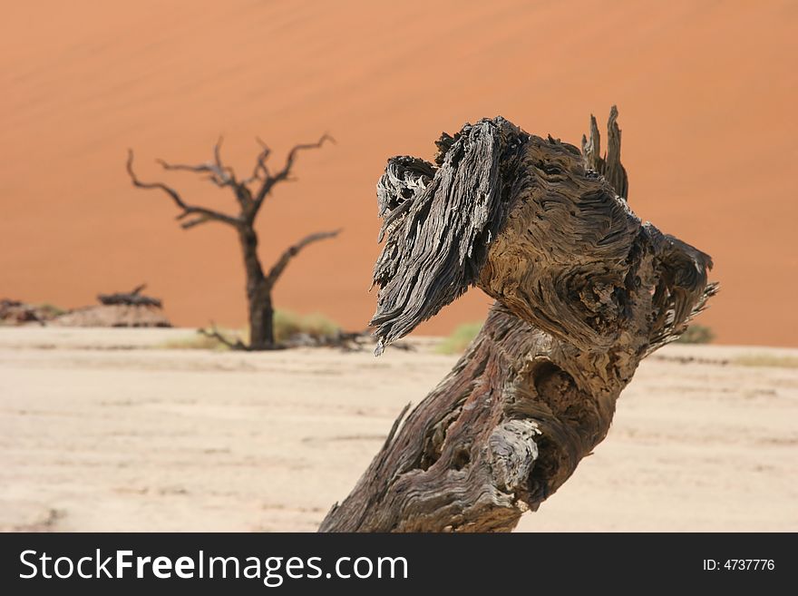 Close up of a tree in a Dead vlei valley in Namibia close to Sossusvlei. Close up of a tree in a Dead vlei valley in Namibia close to Sossusvlei.