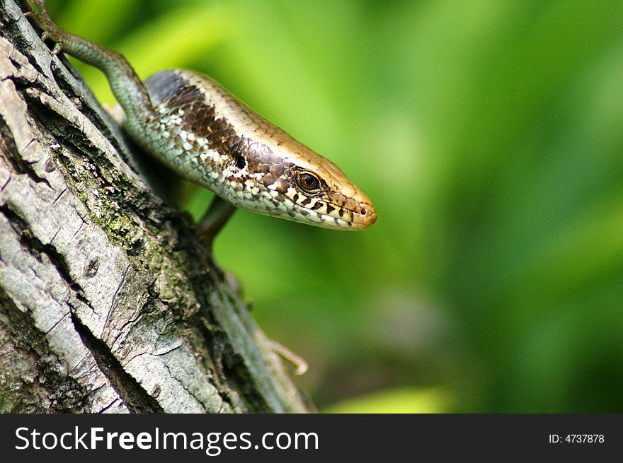 Snakes and natural Wild Animals
