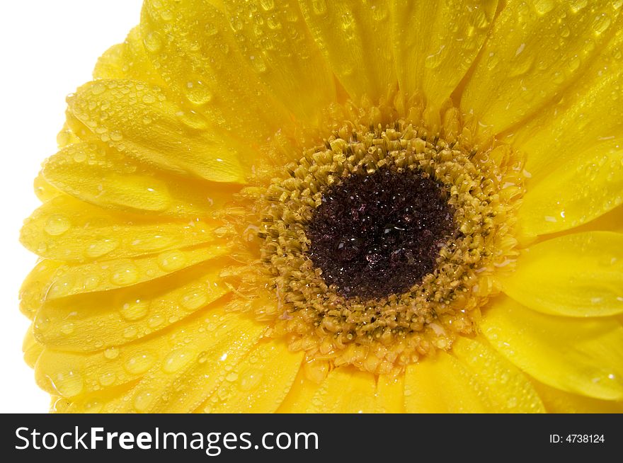 Yellow gerber with water drops close up. Yellow gerber with water drops close up.