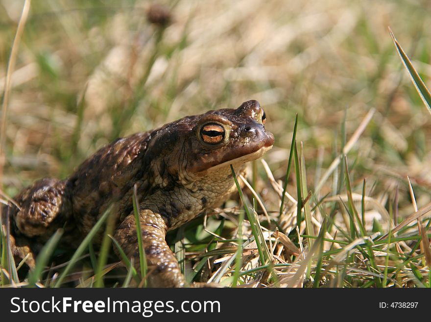 Brown frogg siting on the grass