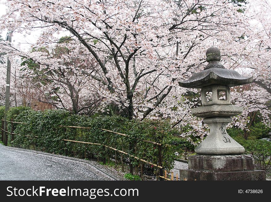 Cherry tree path outside Kiyomizu-dera. Cherry tree path outside Kiyomizu-dera