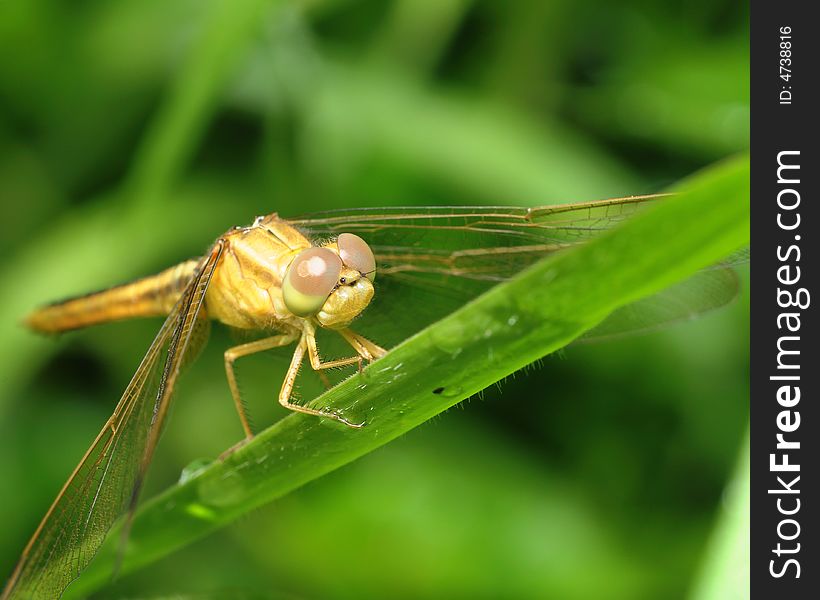 Dragonfly On Leaf