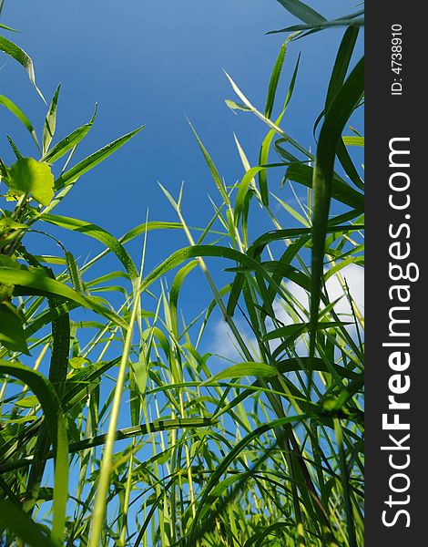 Green grass and blue sky