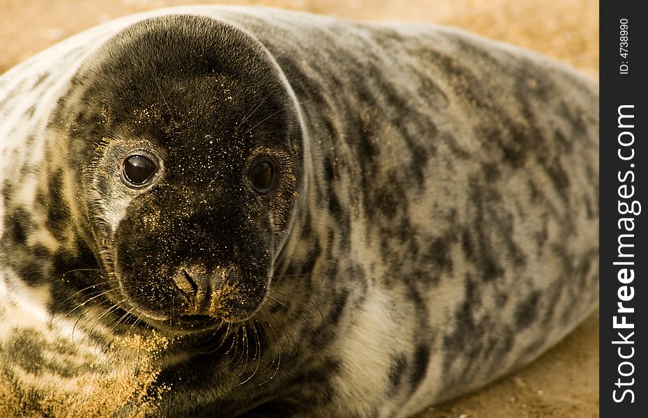 A baby seal taken at Donna Nook, in Lincolnshire at birthing time