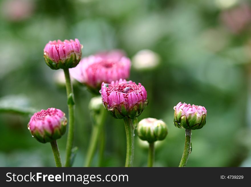 Red Chrysanthemum with some bud , will bloom. Red Chrysanthemum with some bud , will bloom