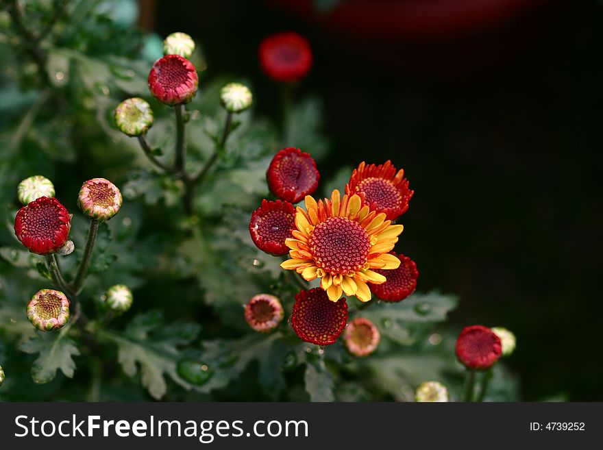 Red Chrysanthemum with some bud , will bloom. Red Chrysanthemum with some bud , will bloom