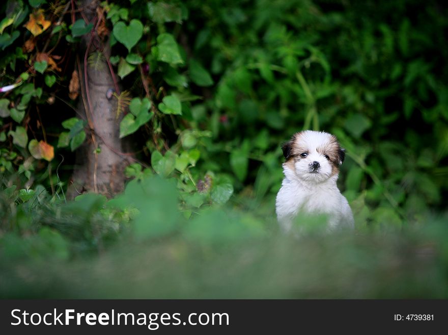 A baby dog in garden. A baby dog in garden