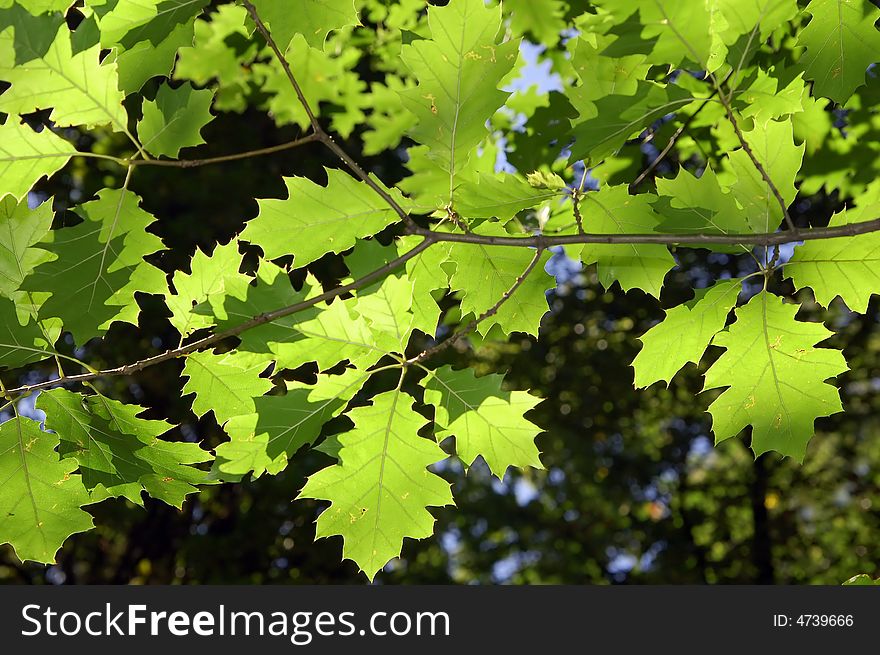 Green fresh leafs in the forest