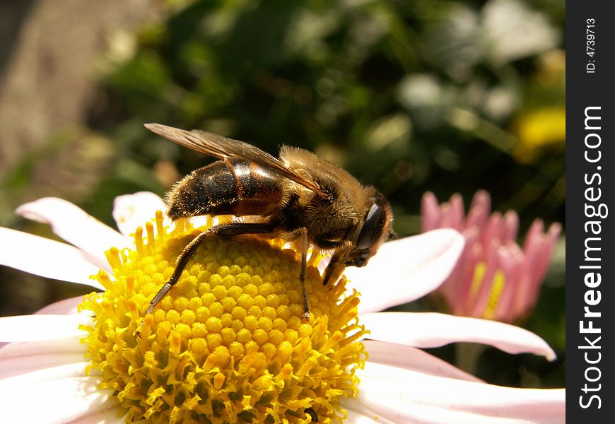 Bee collecting pollen from flower
